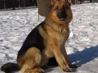 Кобель для вязки, фотография 2