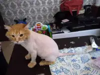 Стрижка кошек с выездом на дом, фотография 5