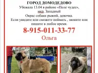 Разыскиваем собаку породы леонбергер