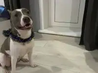 Собака