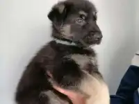 Щенки ВЕО