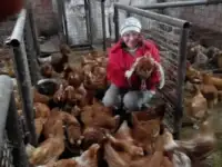 Куры несушки