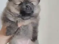 Щенки померанского шпица