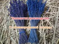 Продам технологию производства стабилизированной лаванды
