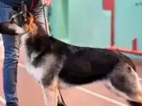 Щенки ВЕО