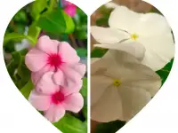 Цветущий круглый год, фотография 12