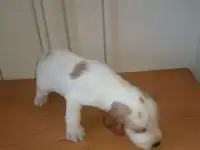 Русский охотничий спаниель щенки