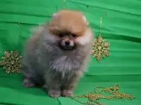 Мальчик померанского шпица, фотография 4