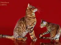 Бенгальские котята, фотография 7