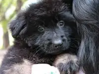 Щенки немецкой овчарке ДШ