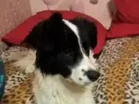 Отдам собаку