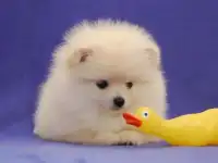 Щенки померанского шпица