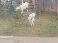 Козы