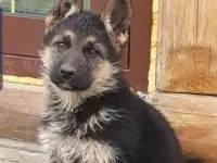 Немецкая овчарка