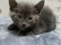Русские голубые