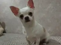 Чихуахуа