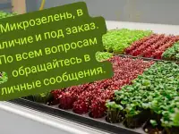 Микрозелень