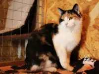 Кошечка с пушистыми щечками ищет дом