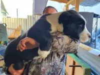 Щенки