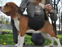 Щенки бигля, фотография 2