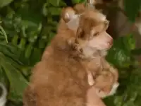 Пуховый красавчие