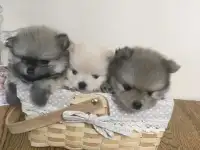 Щенки шпица