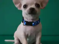 щенки чихуахуа