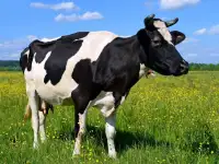 Продам коров