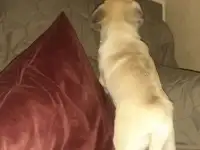 Мопсик. Девочка, фотография 2