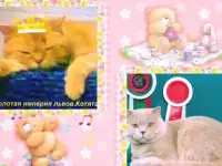 Британские коты для вязок.Шикарные котята.