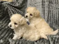 Щеночки мальтипу, фотография 2