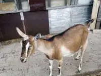 Альпийская коза