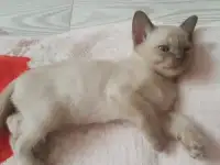 Бурманские котята, фотография 2