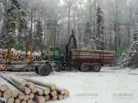 Пиловочник хвойный ель, сосна ГОСТ 9463-88, 18-60 см, фотография 5