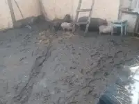 Поросята