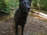 Пропала собака