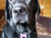 Пропала собака