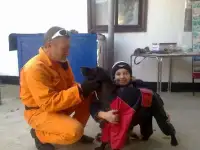 дрессировка собак
