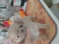 очаровательный лиловый мальчик чихуахуа