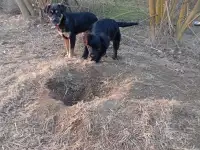 Щенки в добрые руки