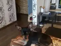 вязка собак