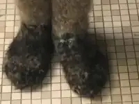 Носки из собачей шерсти