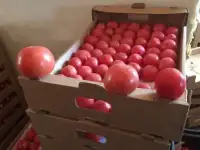 Продажа рассады розового помидора