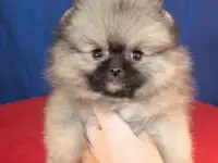 померанский шпиц кукольная девочка