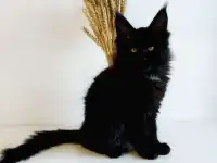 Котенок Мейн-кун из Питомника