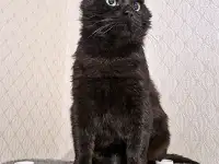 Самый добрый на свете котик Сириус ищет дом и доброе сердце