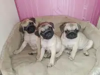 Щеночки мопса
