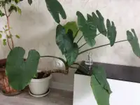 Продам алоказию лечебную, фотография 2