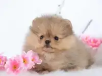 Умные и милые щенки шпица