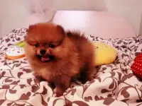Померанский шпиц 